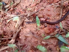 Tantilla melanocephala