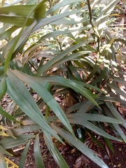 Zamia loddigesii