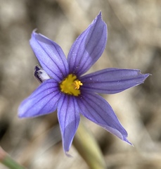 Sisyrinchium funereum