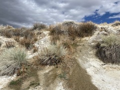 Sisyrinchium funereum