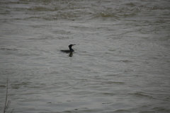 Phalacrocorax carbo