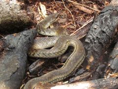 Erythrolamprus epinephalus