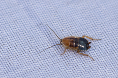 Ectobius sylvestris
