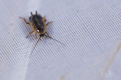 Ectobius sylvestris