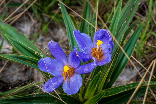 Vellozia resinosa