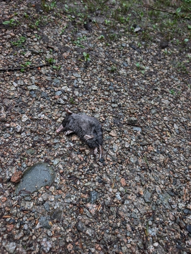 Coast Mole observed by kamrinbaker