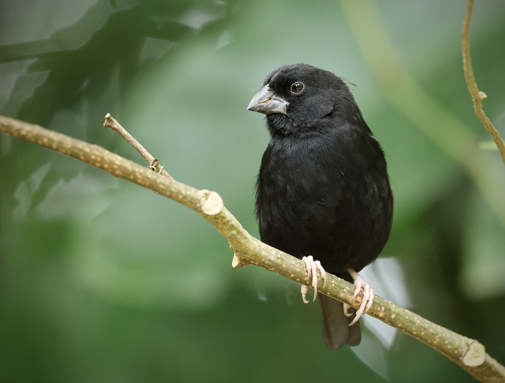 St. Lucia Black Finch