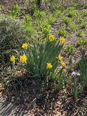 Narcissus