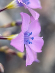 Gilia cana