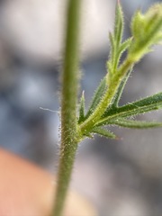 Gilia cana