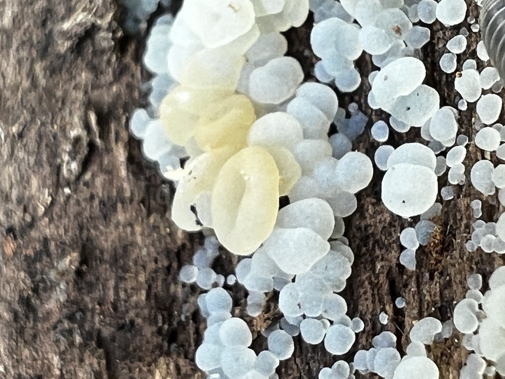Protohydnum album · April 2026 · photo: © imasongster (iNaturalist, cc-by)