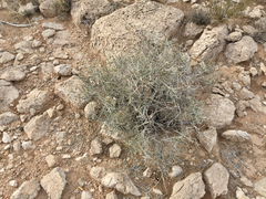 Ephedra torreyana