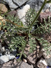 Gilia cana