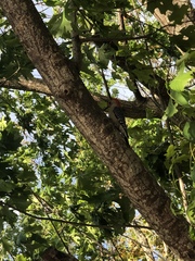 Melanerpes carolinus image