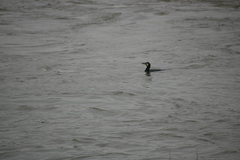 Phalacrocorax carbo