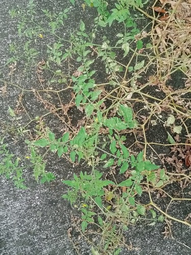 Solanum pimpinellifolium, photograph 3