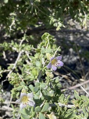 Lycium pallidum oligospermum