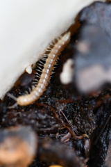 Blaniulidae