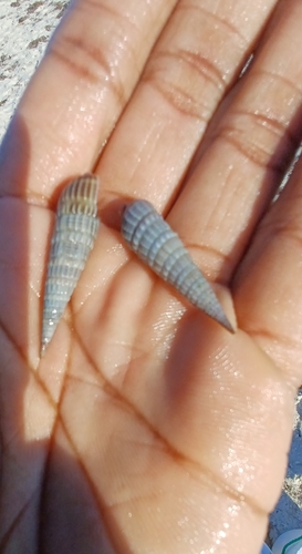 Neoterebra dislocata