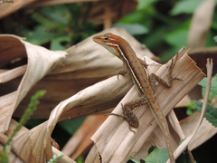 Anolis auratus