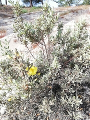 Cistus halimifolius