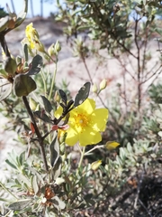 Cistus halimifolius