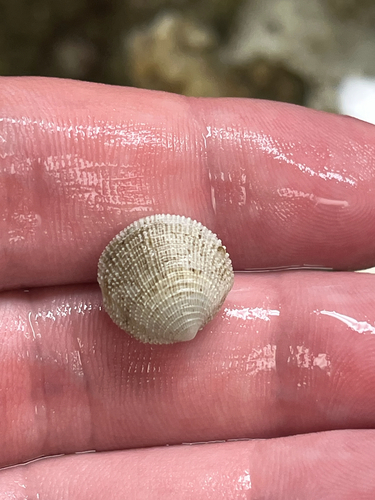Lucinisca nassula observed 2026-04-14