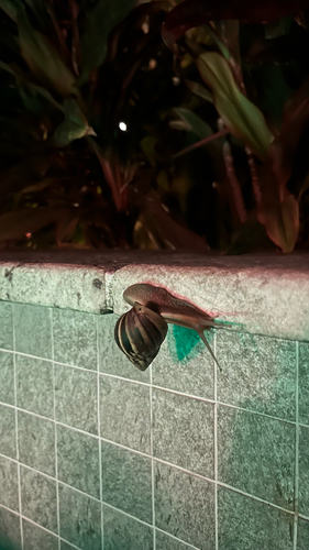 Lissachatina fulica