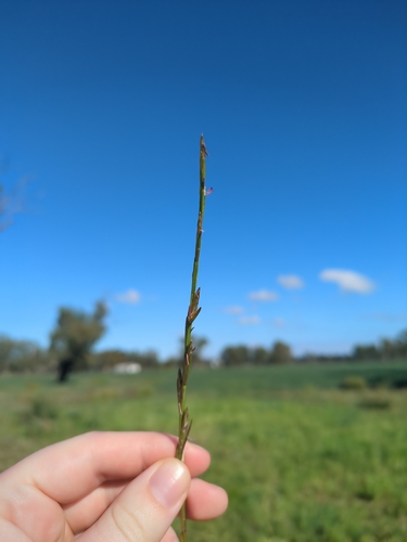Perennial Ryegrass