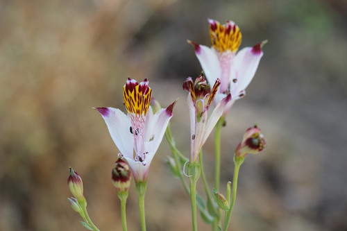 Alstroemeria pulchra, photograph 5