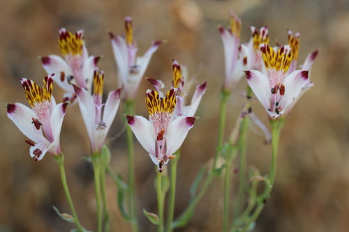 Alstroemeria pulchra, photograph 6
