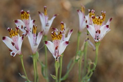 Alstroemeria pulchra, photograph (c) Cesar Ormazabal, some rights reserved (CC BY)