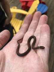 Storeria occipitomaculata