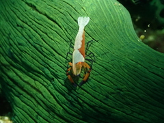 Zenopontonia rex image