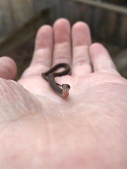 Storeria occipitomaculata