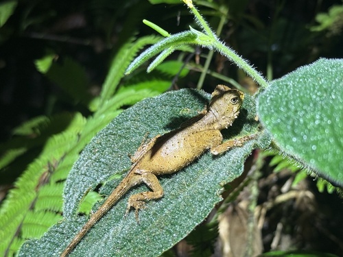 Pelturagonia nigrilabris, 2026-04-14
