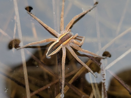 Straight-banded Nursery Web Spider photo 5