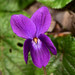 Sweet Violet - Photo (c) Paolo Mazzei, some rights reserved (CC BY-NC), uploaded by Paolo Mazzei