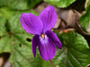 Sweet Violet - Photo (c) Paolo Mazzei, some rights reserved (CC BY-NC), uploaded by Paolo Mazzei