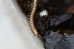 Blaniulidae