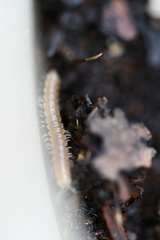 Blaniulidae
