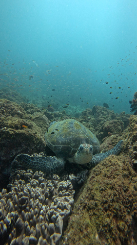 Chelonia mydas
