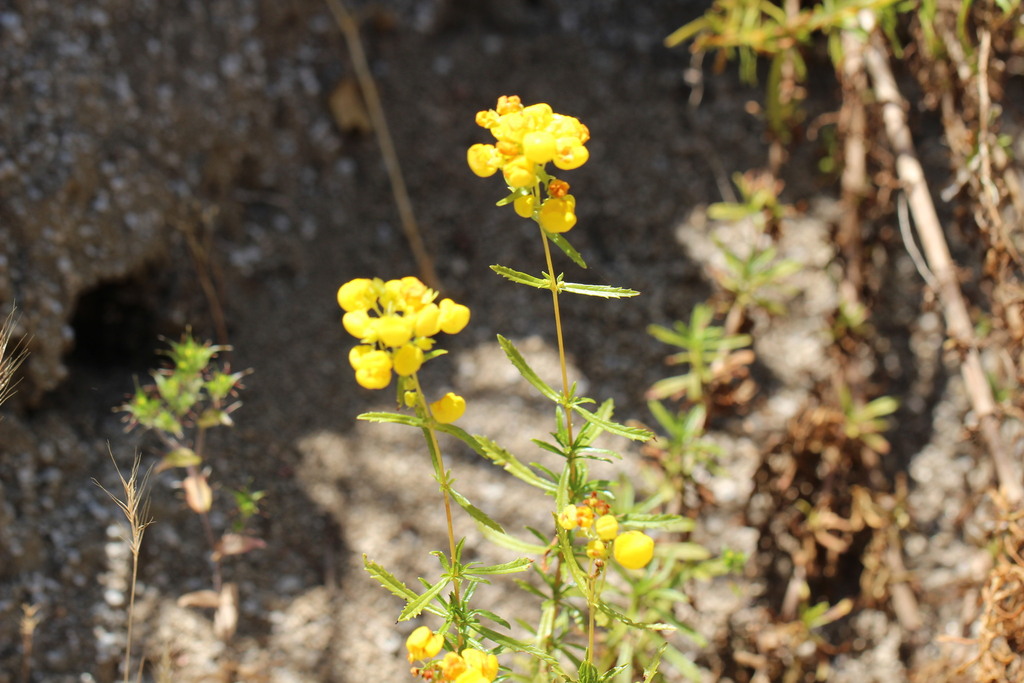 Calceolaria thyrsiflora; photograph (c) Cesar Ormazabal, some rights reserved (CC BY)