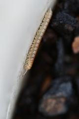 Blaniulidae