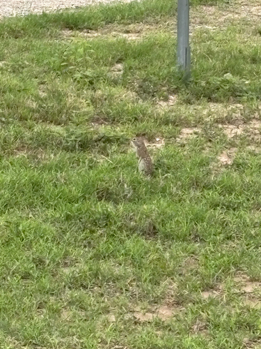 Rio Grande Ground Squirrel observed by krsimp