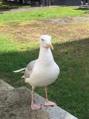 Larus argentatus