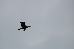 Phalacrocorax carbo