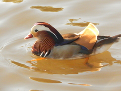 Aix galericulata