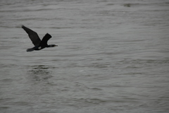 Phalacrocorax carbo
