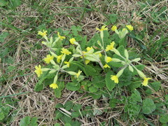 Primula × polyantha